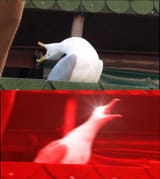 scream