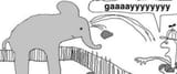throwing rocks at elephant gay