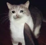 1705012416724236