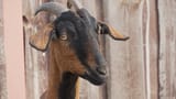 Goat Eyes