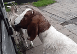 goat twister