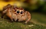 spider