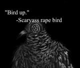bird up