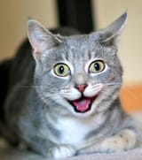 happycatto
