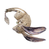 mouse-corpse-raw-resources-dune-awakening-wiki-guide