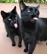 doubleblep