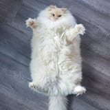 cot_thick_3