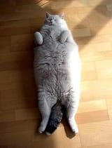 cot_thick_2