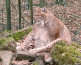 4abf12085a47d6329378cc8a2a6cd5ad-imagejpeg