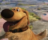 updog