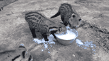 tumblr_nzb6sqMa731s02vreo3_500