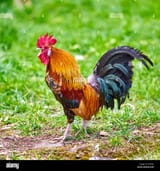cock