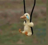 sad duck