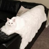 melt