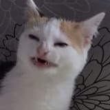 disgust kiisu