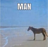 nonvomithorse