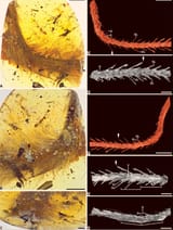 feathered tail in amber