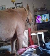 honse