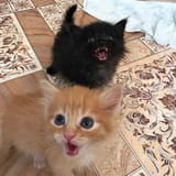 showing-teeth-goofing-around-and-thats-how-it-goes-day-v0-sm2lj3xsadbd1