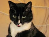 handsomeblep