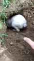 viera ass_grab_thumb.jpg
