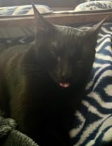 sleepyblep