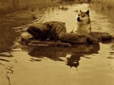 STALKER_doge