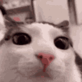 blinky