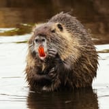 28xp-rodent-wmjv-mediumSquareAt3X