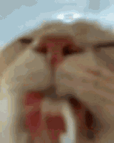 cat-wooter