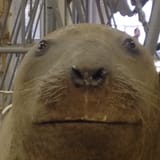 Otter Otter Otter Otter Otter Otter Otter Otter Otter Otter 