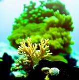 15726-2652651999-coral_reef_photography