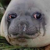 cryingseal