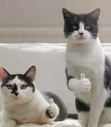 thumbs up