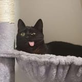 dumbdumbblep