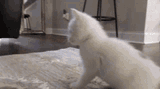 cat-twerk