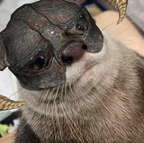 dagonborn