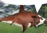 sharkow
