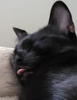 sleepingblep