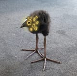 big bird, with his many eyes, could see far