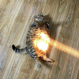 cat-sun-belly