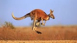 a fucking kangaroo