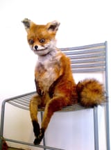 Stoned_Fox