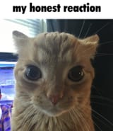 ss
