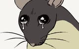 sadrat