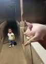 pig_thumb.jpg