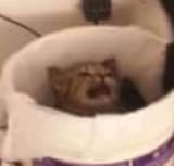 Trash kitty