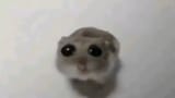 rat