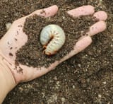 grub