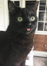 alertblep